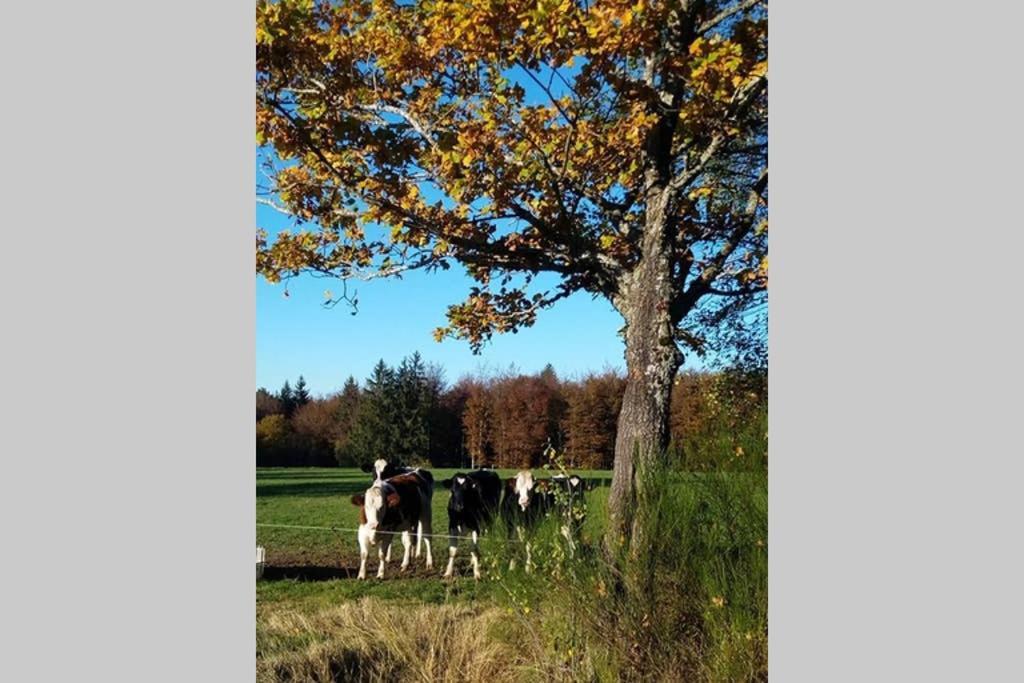 Maison Independ. 6 Personnes A 10 Mn De Gerardmer Granges-sur-Vologne Exteriér fotografie